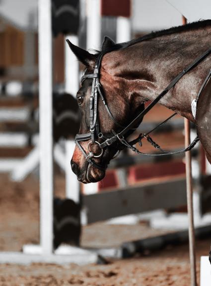 Horse racing and springtime visits to Paris