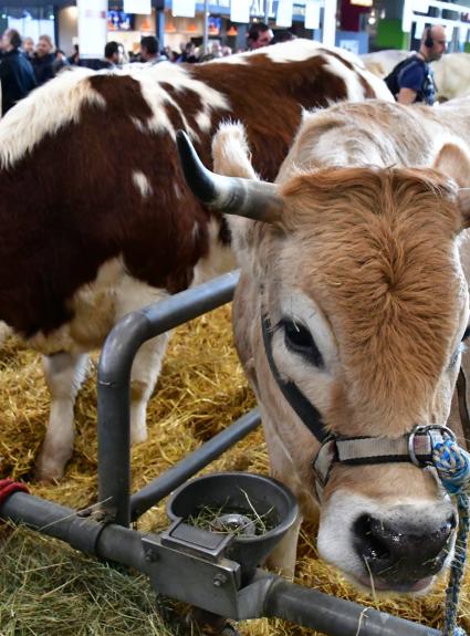 Gourmet products at the Agriculture Fair