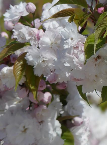 Open Gardens: a new way of seeing Paris and the Ile-de-France