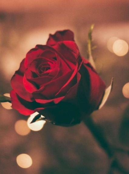 Our Romance packages for your Valentine's Day